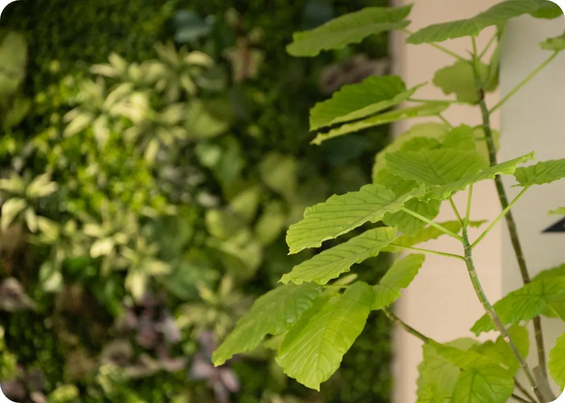 植物の写真